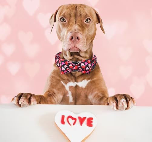 Unique Style Paws Valentine's Dog Collar with Bow Colorful Heart Love Dog Collars for Small Medium Large Dog New