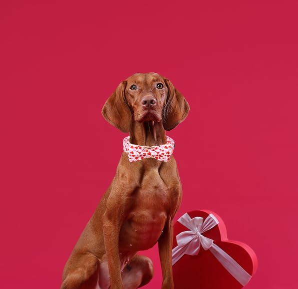 Unique Style Paws Valentiene's Day Dog Collar with Bow Heart Print Cotton Dog Collars Collar for Small Medium Large Dogs New