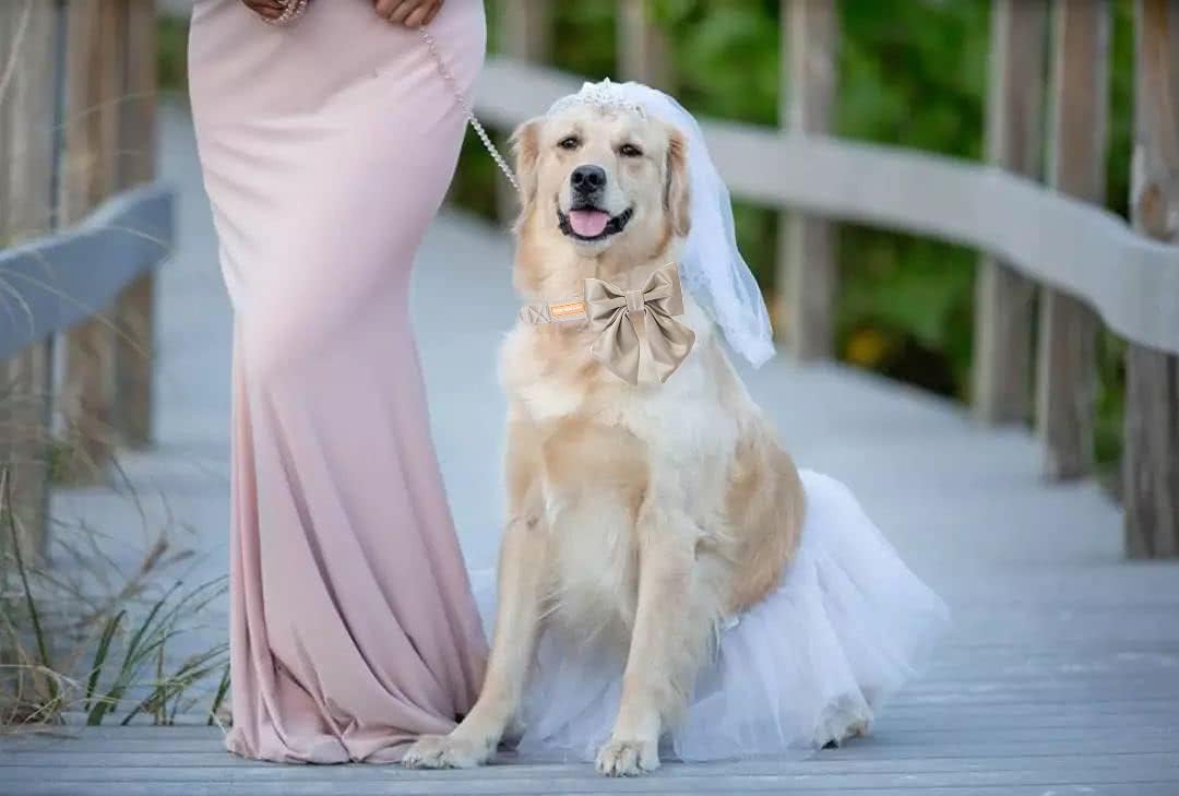 Unique Style Paws Silk Champagne Color Adjustable Wedding Bow Tie Collar for X-Large Dogs