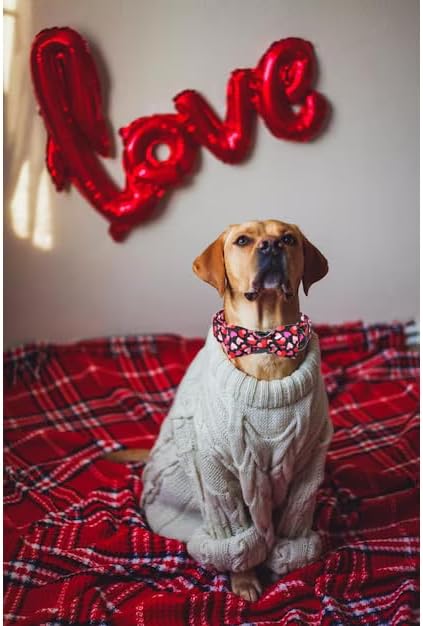 Unique Style Paws Valentine's Dog Collar with Bow Colorful Heart Love Dog Collars for Small Medium Large Dog New