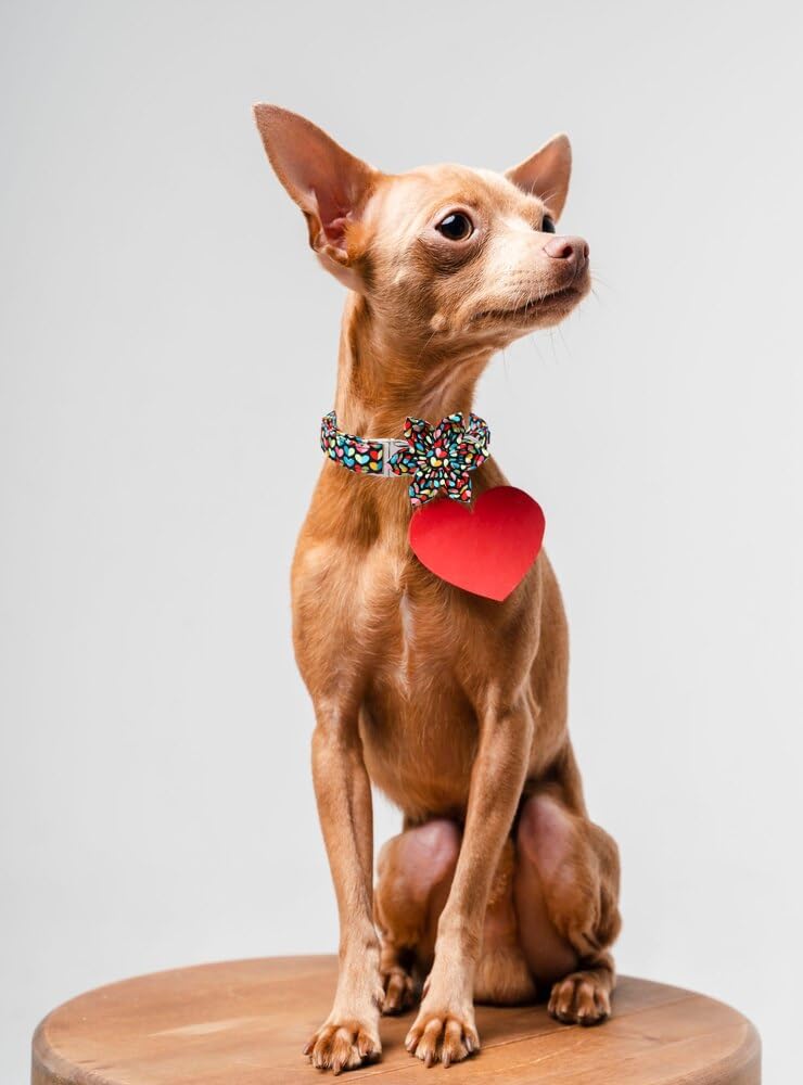 Unique Style Paws Valentine's Dog Collar with Flower Colorful Heart Love Dog Collars for Small Medium Large Dog New