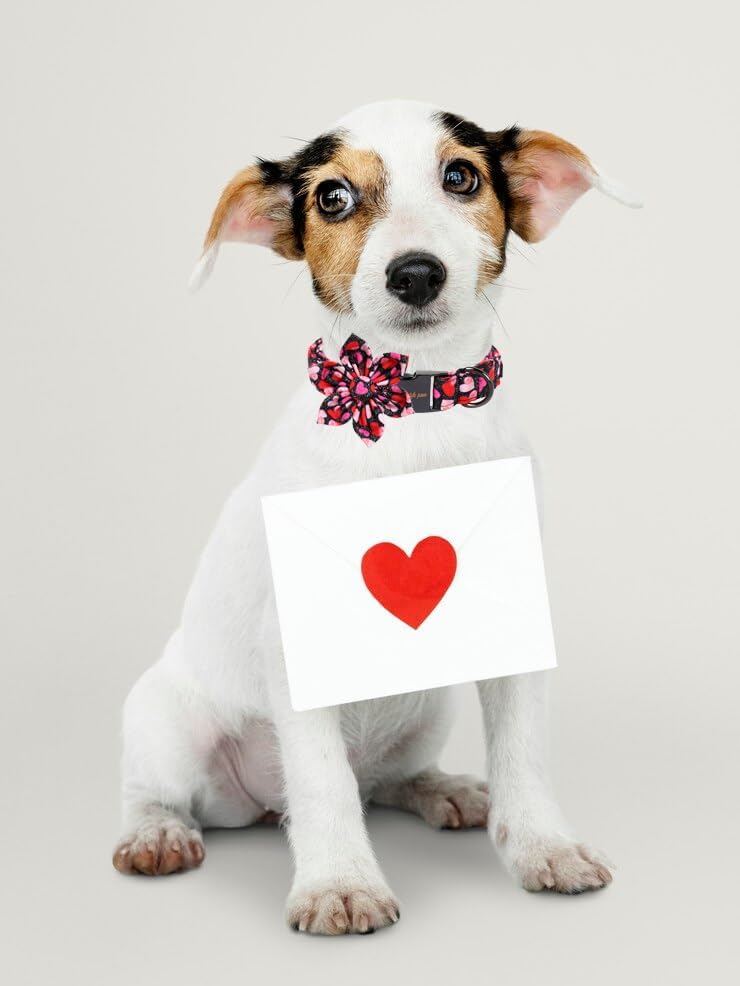 Unique Style Paws Valentine's Dog Collar with Flower Colorful Heart Love Dog Collars for Small Medium Large Dog New