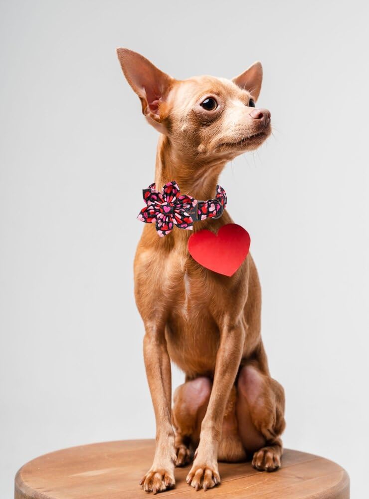 Unique Style Paws Valentine's Dog Collar with Flower Colorful Heart Love Dog Collars for Small Medium Large Dog New