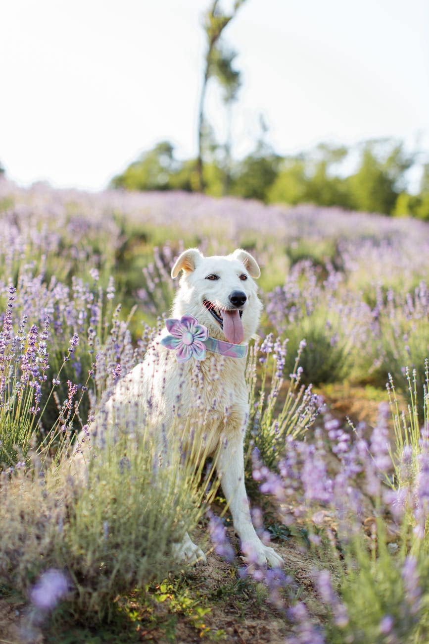 Unique style paws Dog Collar with Flower, Adjustable Dog Collar Flower Pattern, Durable Pet Collar for Small Medium Large Dogs