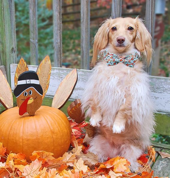 Unique Style Paws Thanksgiving Day Dog Collar with Flower Bow Turkey Cotton Puppy Collars for Small Medium Large Dogs