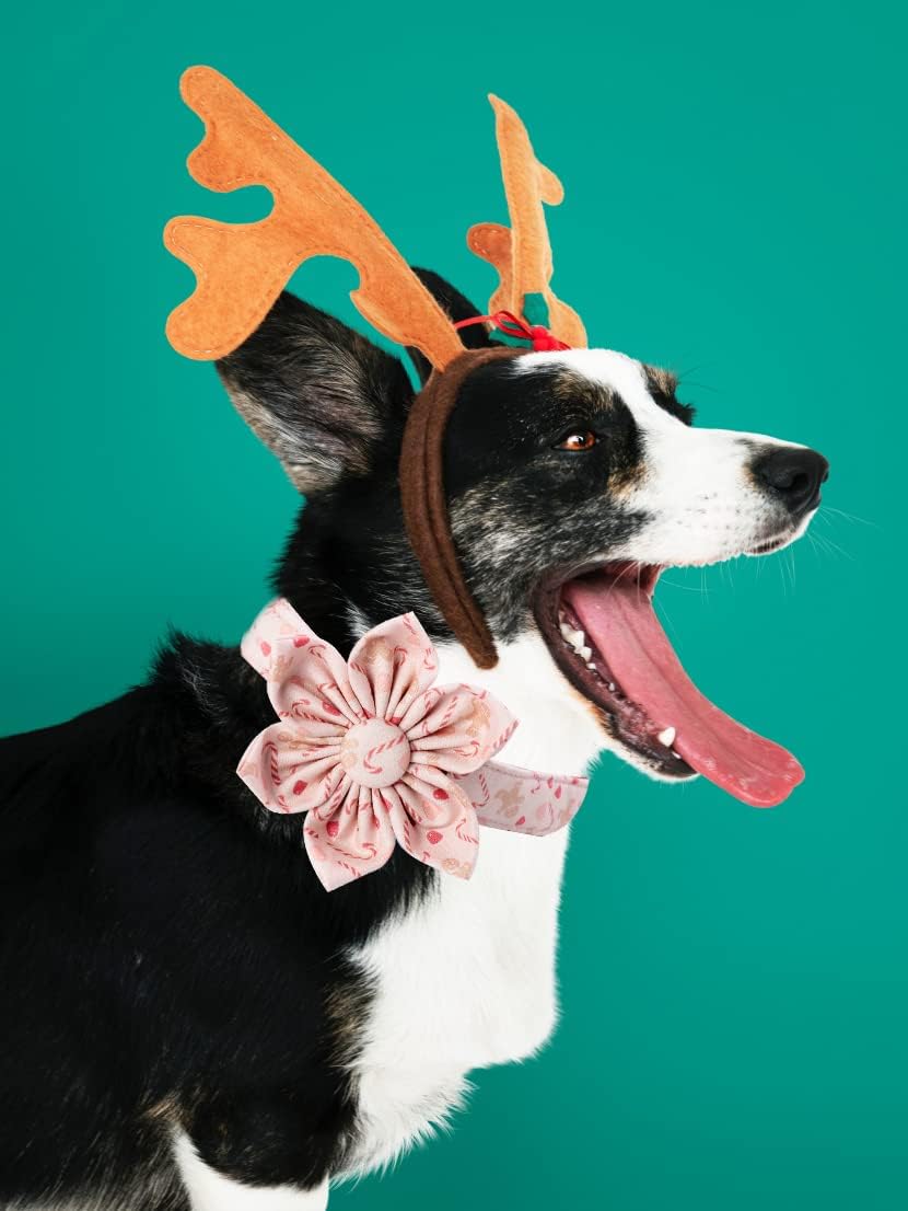 Unique style paws Dog Collar with Flower, Christmas Dog Collar, Adjustable Dog Collar Flower Pattern Durable Pet Collar for Small Medium Large Dogs