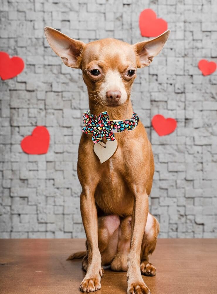 Unique Style Paws Valentine's Dog Collar with Flower Colorful Heart Love Dog Collars for Small Medium Large Dog New