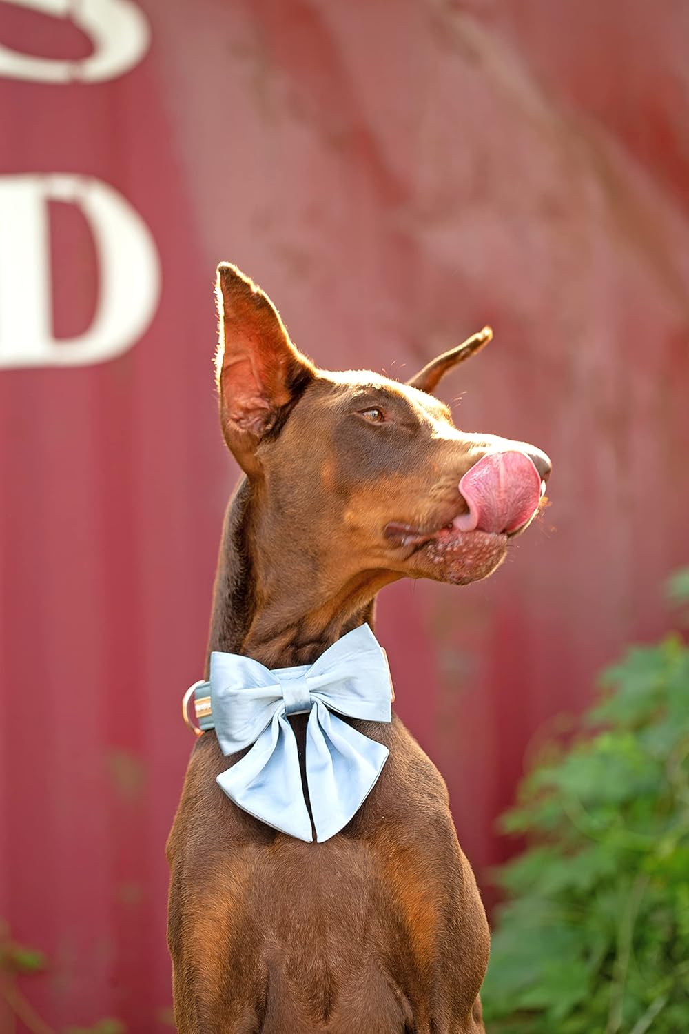 Unique style paws Silk Blue Color Dog Collar Adjustable Durable Dog Collar with Bow Wedding Bowtie Collar for X-Large Dogs