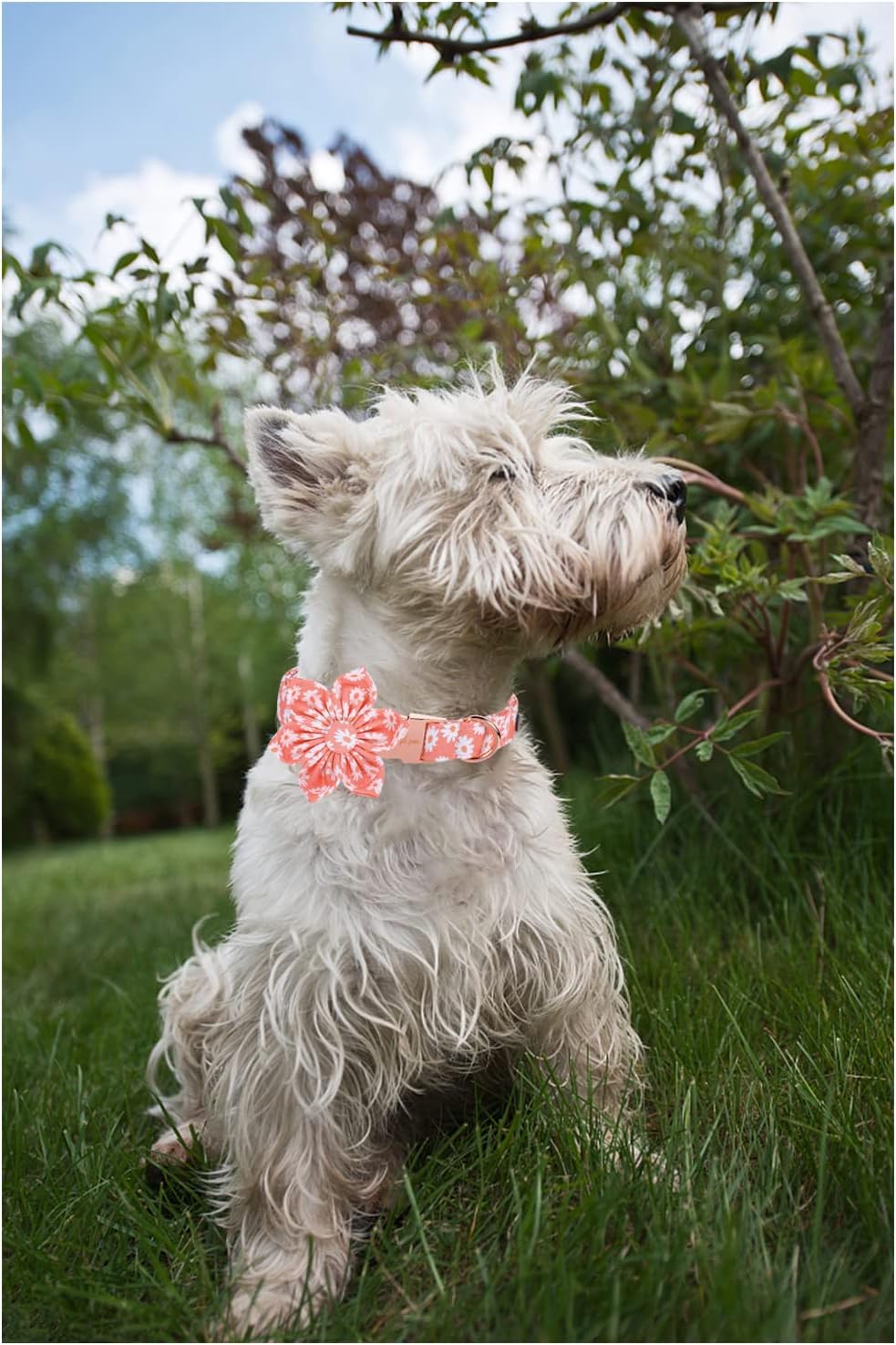 Unique style paws Dog Collar with Flower Tie Pink Daisy Summer Dog Collar for Small Medium Large Dogs with Adjustable Metal Buckle -M