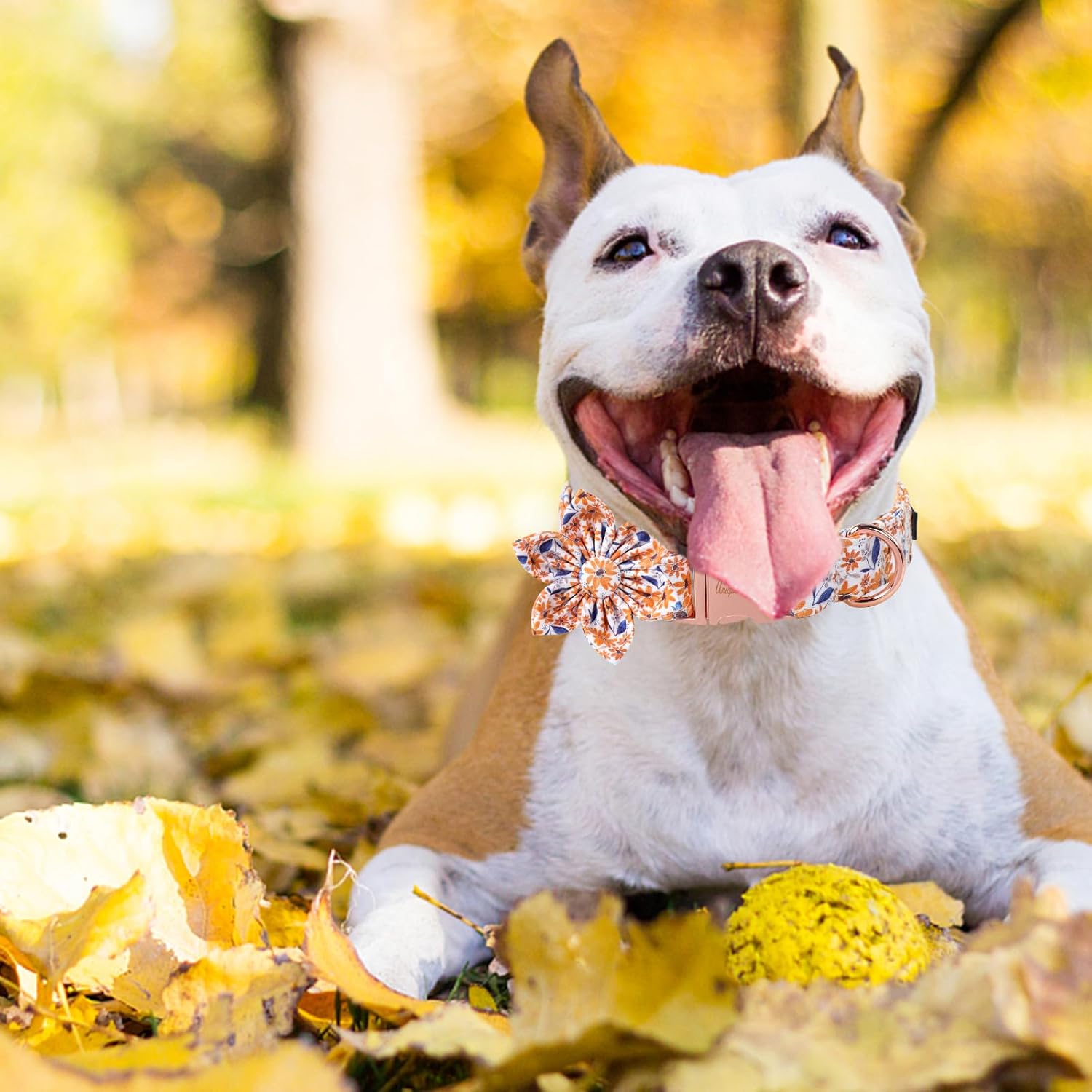 Unique Style Paws Autumn Leaf Collar with Flower Bow Blue Leaf Flower Cotton Dog Collars for Small Medium Large Dogs
