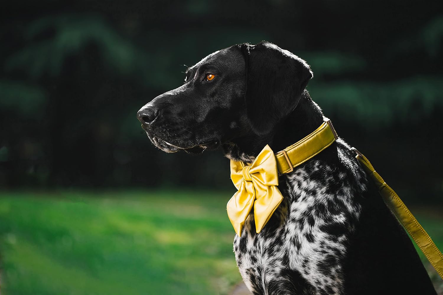 Unique Style Paws Silk Yellow Color Adjustable Wedding Bow Tie Collar for X-Large Dogs