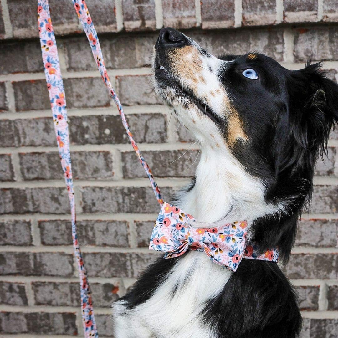 Unique Stlye Paws Strong Dog Leash with Soft & Comfortabel Handle Multipurpose Leashes for Small Medium Large Dogs and Cats