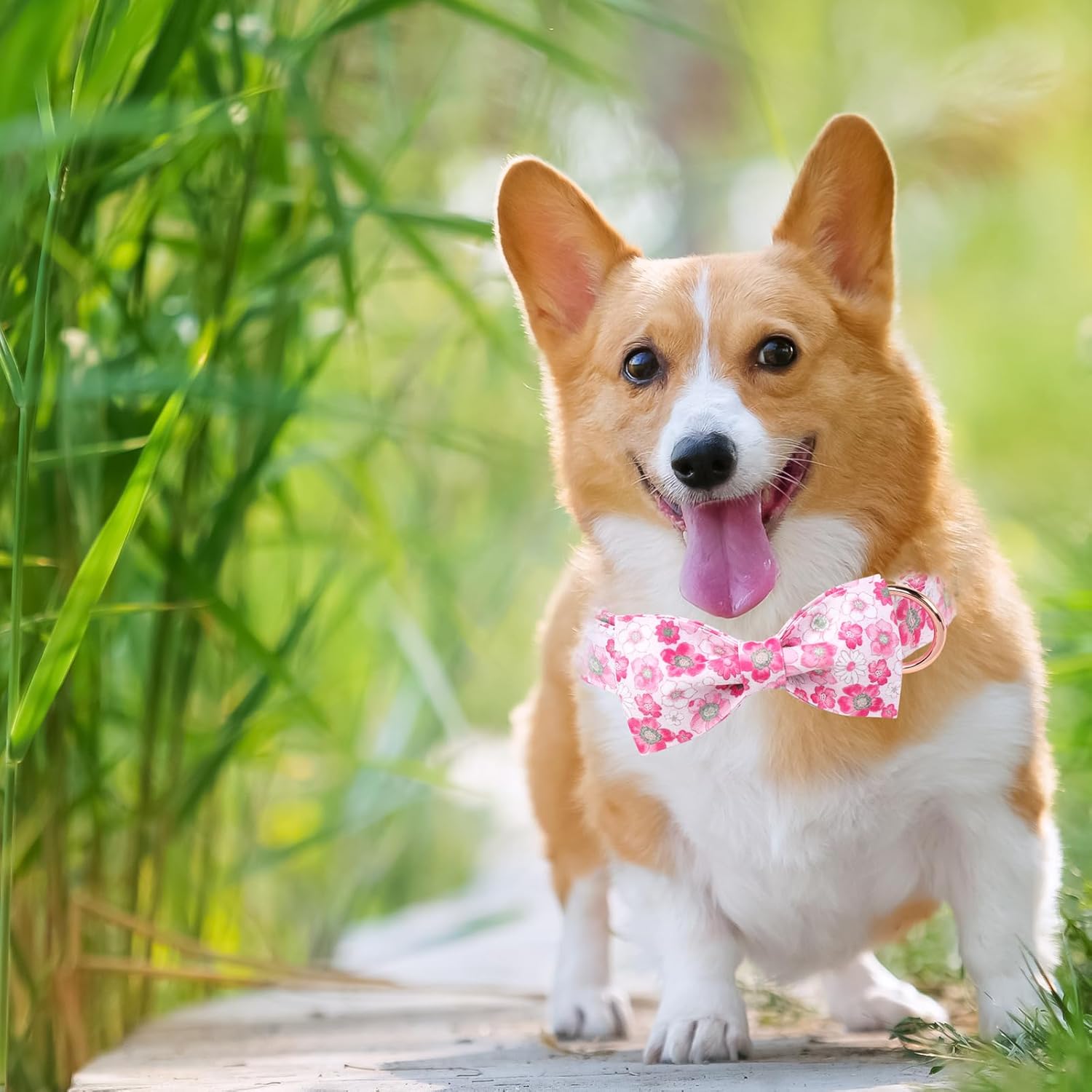 Unique Style Paws Summer Dog Collar with Bow, Lovely Bow Tie Dog Collar,Pink Flower Dog Bow for Girl,Boy Dogs,Cats,M,13.5-22in
