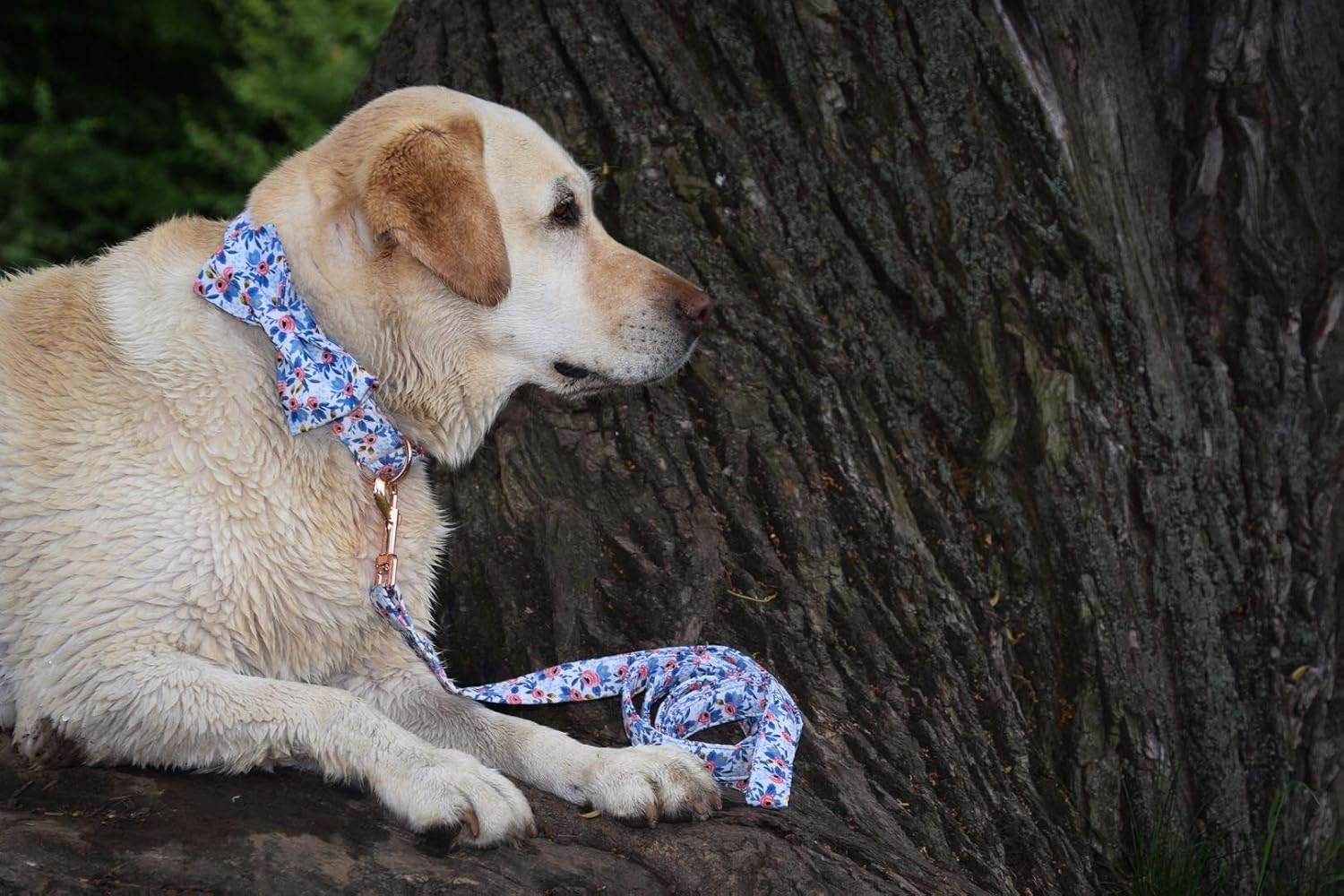 Unique Stlye Paws Strong Dog Leash with Soft & Comfortabel Handle Multipurpose Leashes for Small Medium Large Dogs and Cats