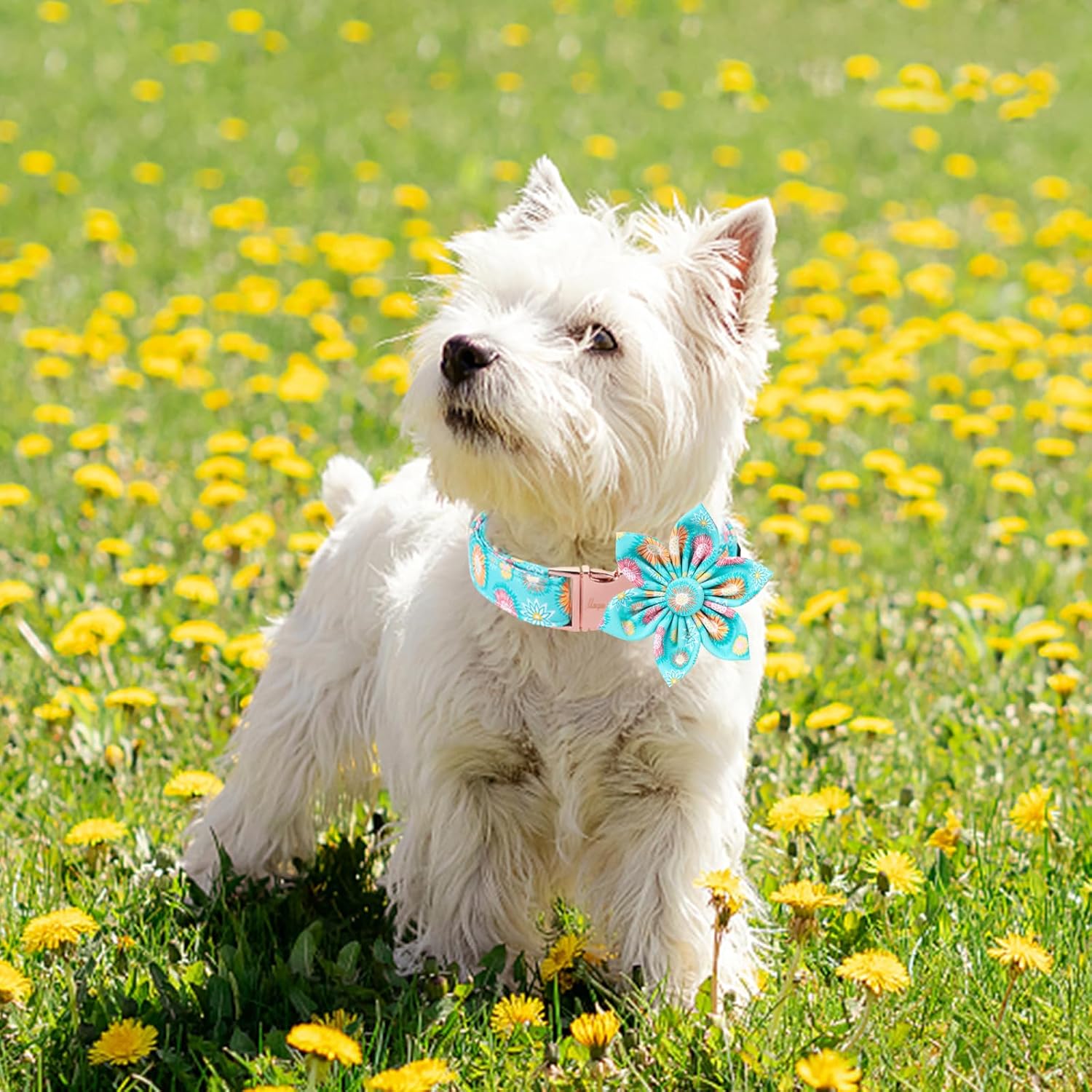 Unique Style Paws Summer Dog Collar with Floral Bow,Sunflower Bows Tie Puppy Collar, Cute Blue Dog Bow Collars for Small,Medium,Large Dogs Pets Summer Gifts