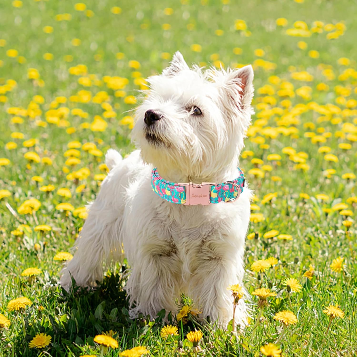 Cute Flamingo Summer Dog Collar, Unique Style Paws Green Pet Collar Adjustable Girl Dog Collar with Metal Buckle for Small Medium Large Dogs