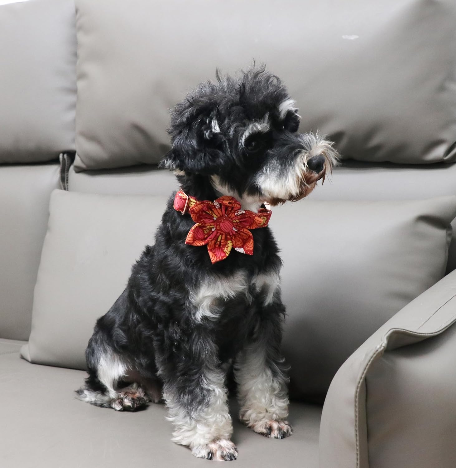 Unique style paws Unique Style Paws Halloween Dog Collar with Bow Cotton Cute Bowtie Dog Collar for Small Medium Large Dogs Holiday Dog Collar