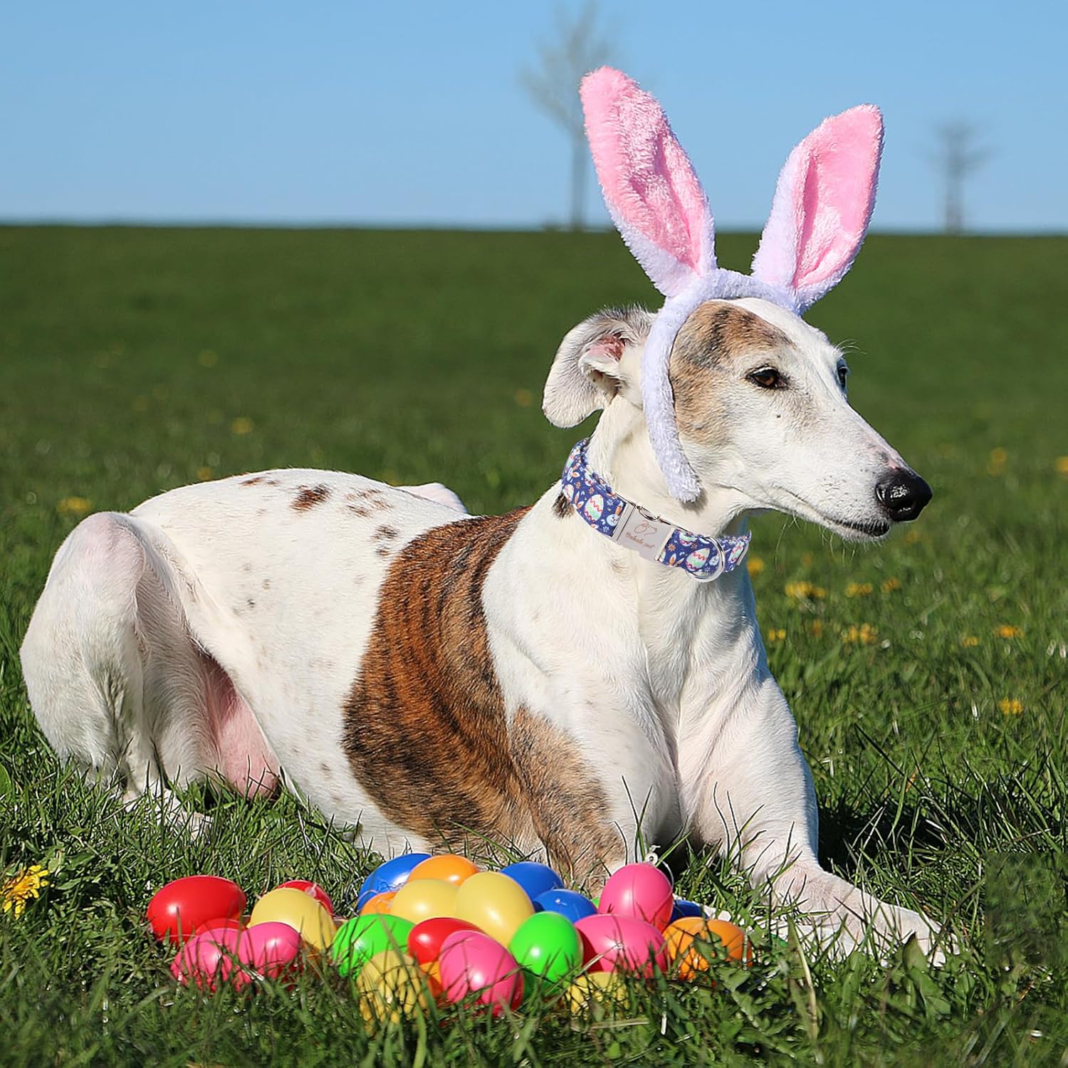 Easter Dog Collar, Cute Easter Bunny Eggs Pet Collar with Metal Buckel, Durable Adjustable Holiday Dog Collars for Small Medium Large Dogs XL