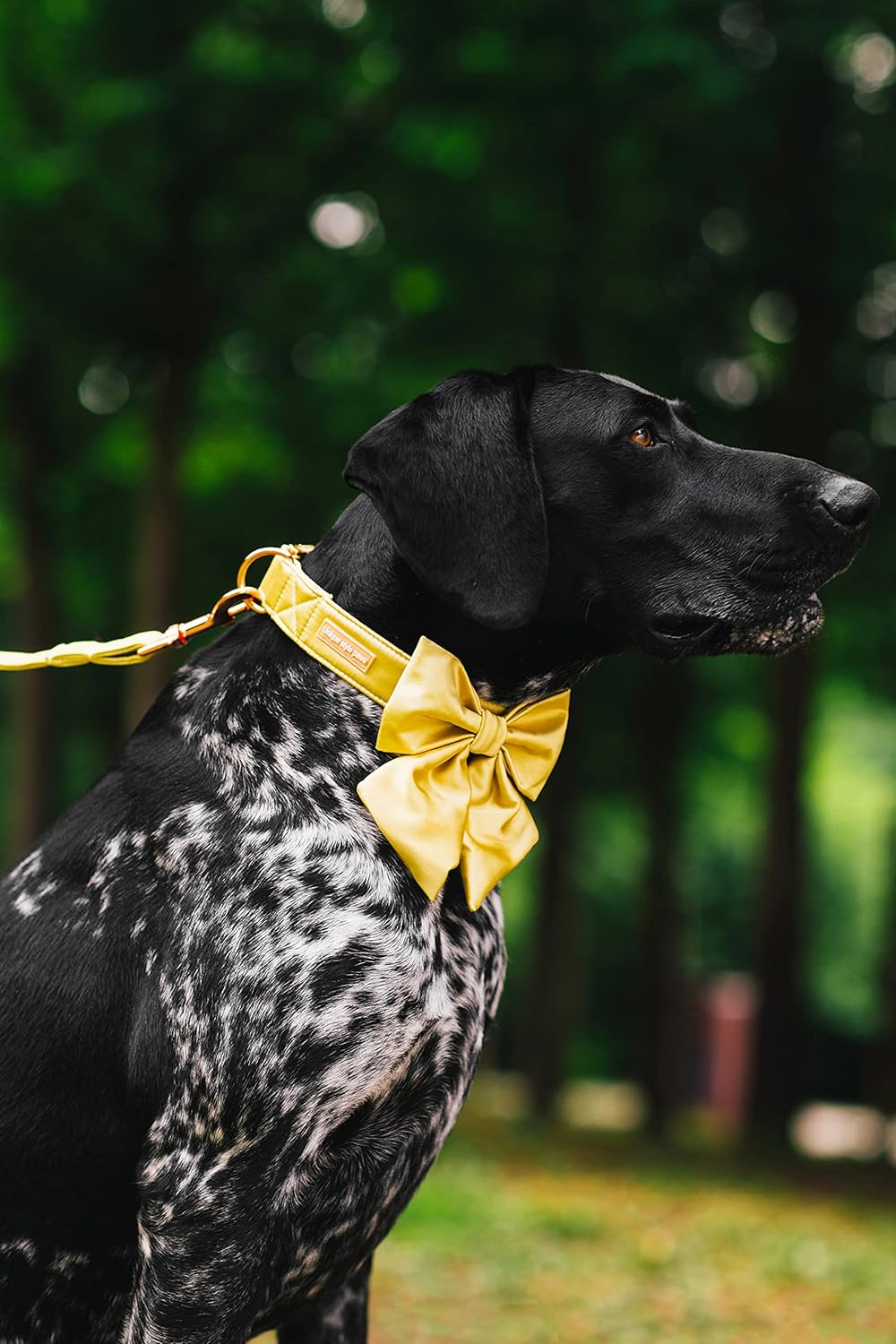 Unique Style Paws Silk Yellow Color Adjustable Wedding Bow Tie Collar for X-Large Dogs